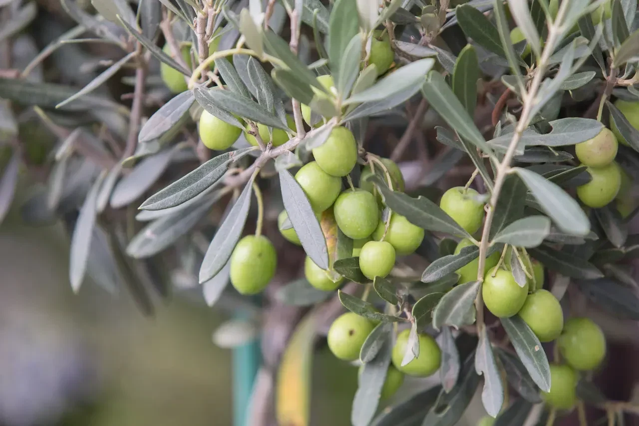 olivas para aceite