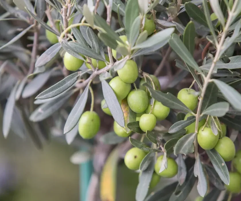 olivas para aceite