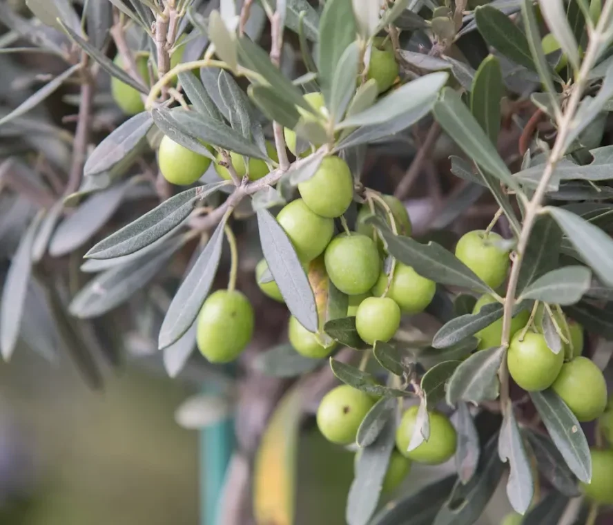 olivas para aceite